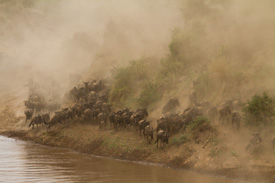 gnu2